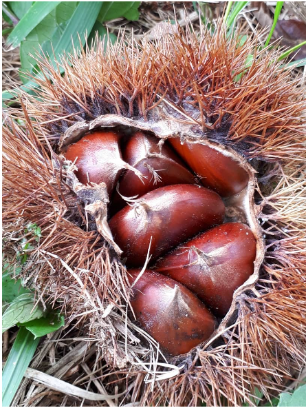 湯浅栗園 おいしい栗2