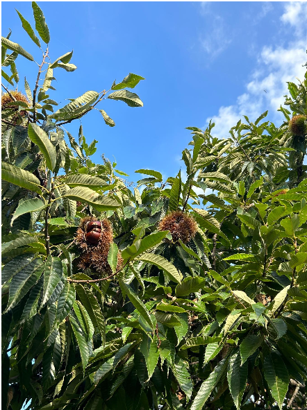 湯浅栗園 風景1