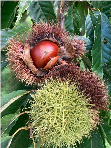 湯浅栗園 おいしい栗1